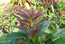 Leaves-of-Kalimantan-mango