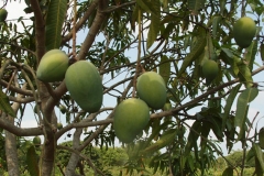 Unripe-Kalimantan-mango