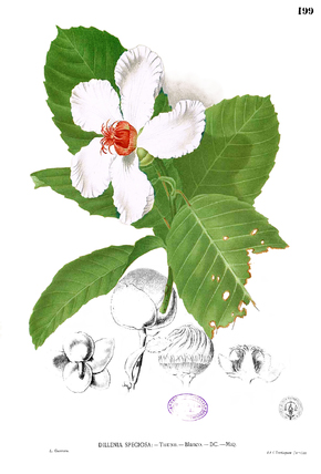 Plant-illustration-of-Katmon