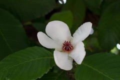 Close-view-of-Katmon-flower