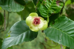 Flower-buds-of-Katmon
