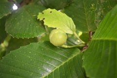 Katmon-fruit