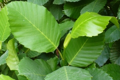 Katmon-leaves