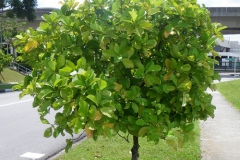 Katmon-tree