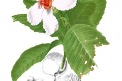 Plant-illustration-of-Katmon