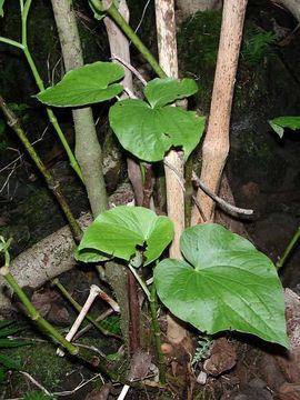Kava-Plant