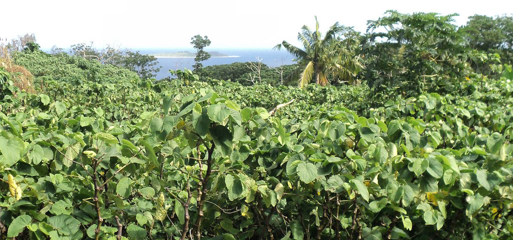 Kava-farming