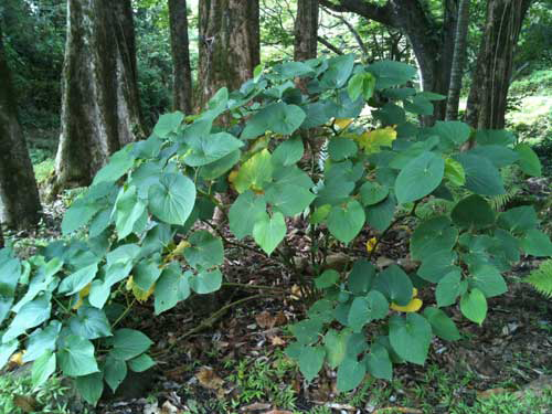 Kava-plant-growing-wild
