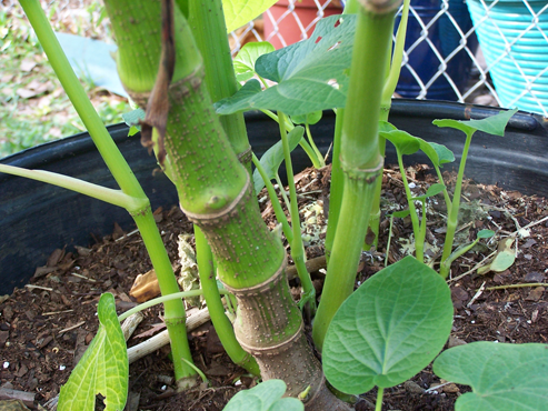 Stem-of-Kava-plant