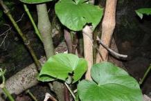 Kava-Plant