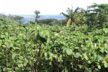 Kava-farming