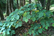 Kava-plant-growing-wild