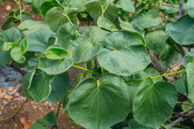Leaves-of-Kava-plant