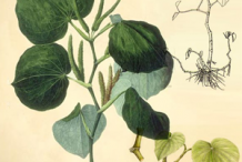 Plant-illustration-of-Kava