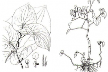 Sketch-of-Kava-plant