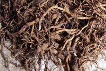 Kava-root