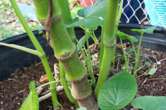 Stem-of-Kava-plant