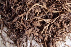 Kava-root