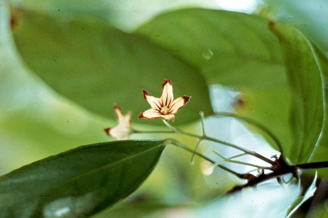 Close-up-flower-of-Kava