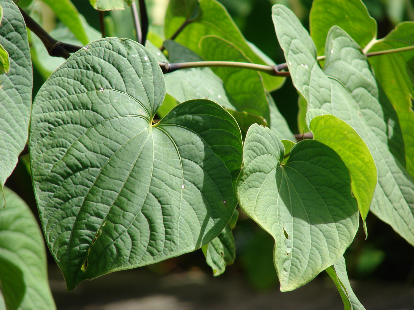 Leaves-of-Kava-plant