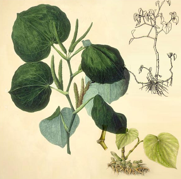 Plant-illustration-of-Kava