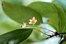 Close-up-flower-of-Kava