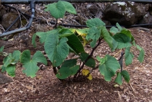 Kava-plant