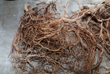 Kava-root
