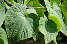 Leaves-of-Kava-plant