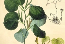 Plant-illustration-of-Kava