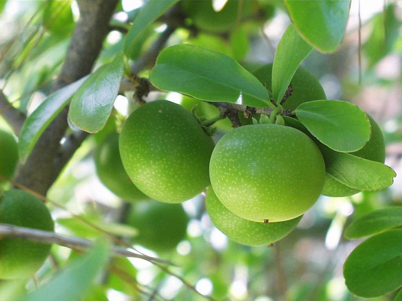 Unripe-fruits-on-the-tree