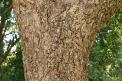 Bark-of-Kei-apple