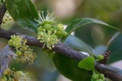Flowers-of-Kei-apple