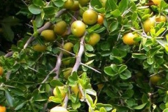 Kei-apple-tree