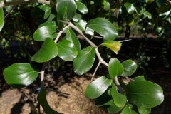 Leaves-of-Kei-apple