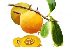 Plant-Illustration-of-Kei-apple