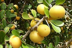 Ripe-Kei-apple-on-the-tree