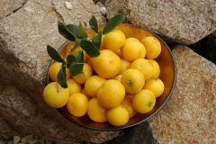 Ripe-fruit-of-Kei-apple