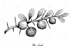 Sketch-of-Kei-apple