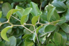Thorns-of-Kei-apple