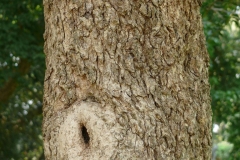 Trunk-of-Kei-apple