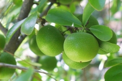 Unripe-fruits-on-the-tree