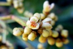 Kembayau-flower