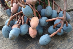 Kembayau-fruits