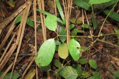 Kembayau-leaves