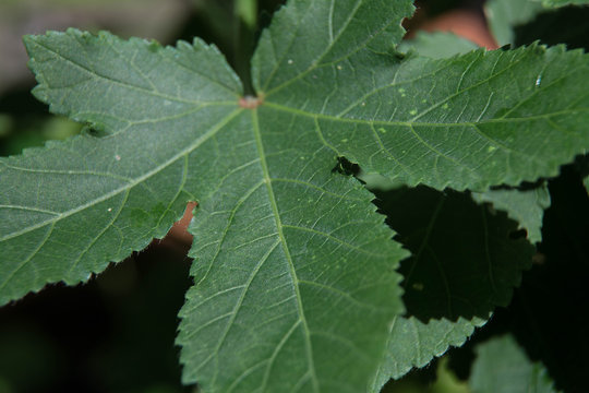 Closer-view-of-leaf-of-Kenaf