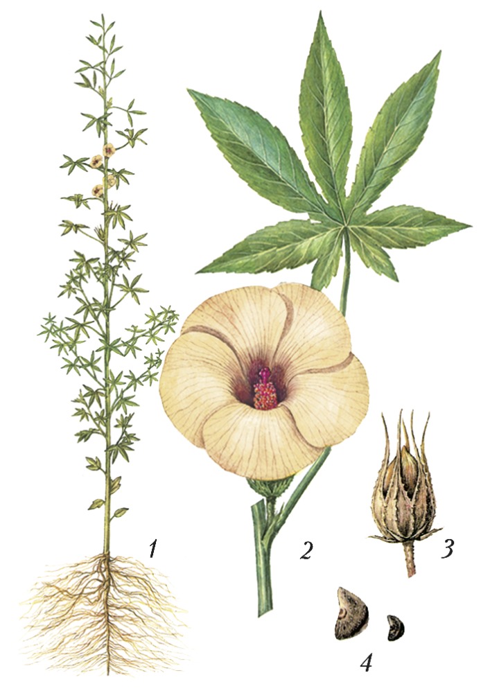 Plant-Illustration-of-Kenaf