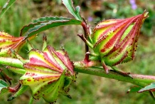 Immature-fruits-of-Kenaf