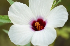 Closer-view-of-Kenaf-flower