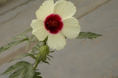 Flower-of-Kenaf
